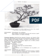 Libro Manual de Bonsai Anne Swinton 176