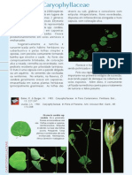 PFRD 1999 Caryophyllaceae