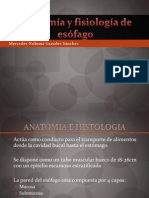 Anatoma y Fisiologa DeLesfago