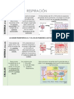 Respiracion Interna y Externa