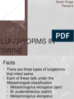 Lungworms in Swine