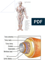 Arterial 