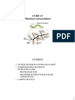 Curs 13 PDF