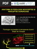 Fiziologia Durerii