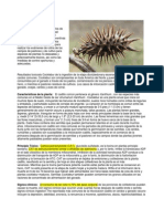 Cocklebur Toxicosis