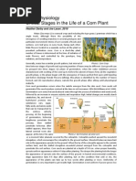 Corn Growth Stage Day and GDU Calendar10 | PDF | Seed | Maize