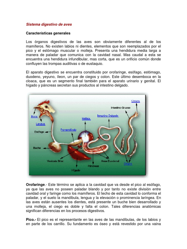 Sistema Digestivo de Aves | Estómago | Sistema digestivo humano
