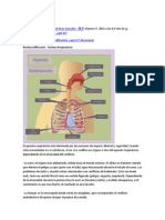 Sistema Respiratorio