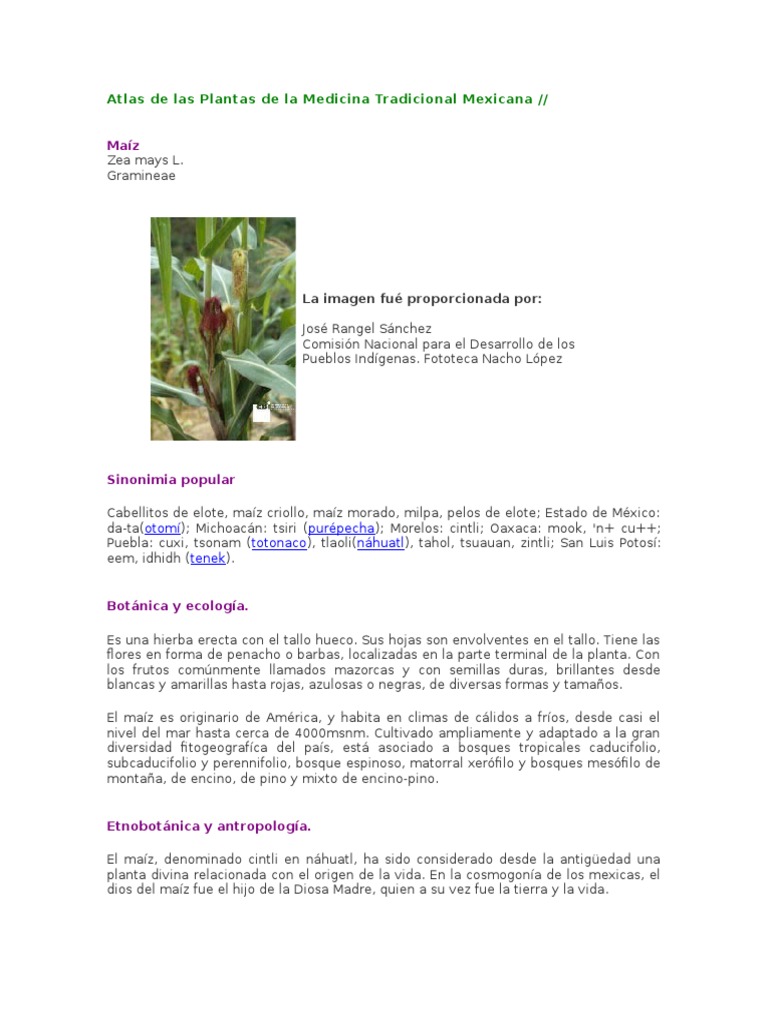 Elote o Maíz - Plantas de La Medicina Tradicional Mexicana | PDF | Maíz |  Medicina tradicional