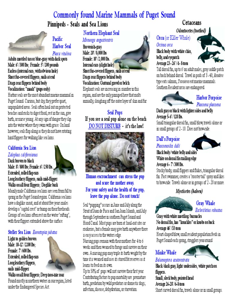 Marine Mammals of Puget Sound | PDF | Pinniped | Killer Whale