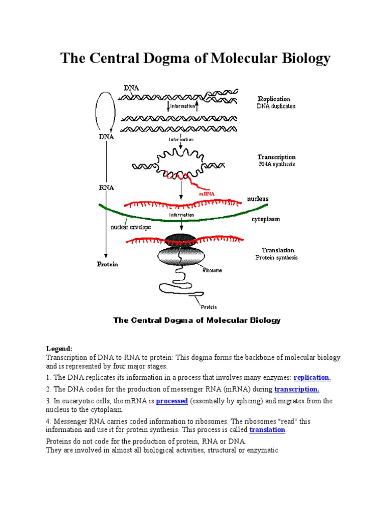 Central Dogma of Molecular Biology Explained | PDF | Wellness