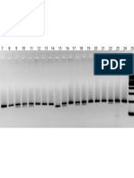 MTHFR A1298C - A - 7to25 - Ladder PDF