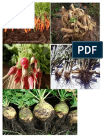 Roots of Plants pics.doc