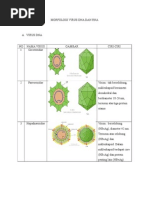 Morfologi Virus Dna Dan Rna