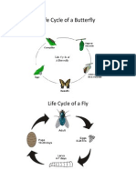 Life Cycle of a Butterfly