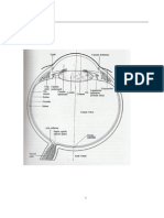 58080289 Anatomia Globului Ocular