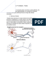 Trabalho Escolar Sobre Sistema Nervoso