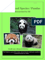 Threatened Species Pandas