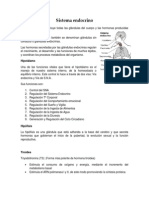 Sistema Endocrino