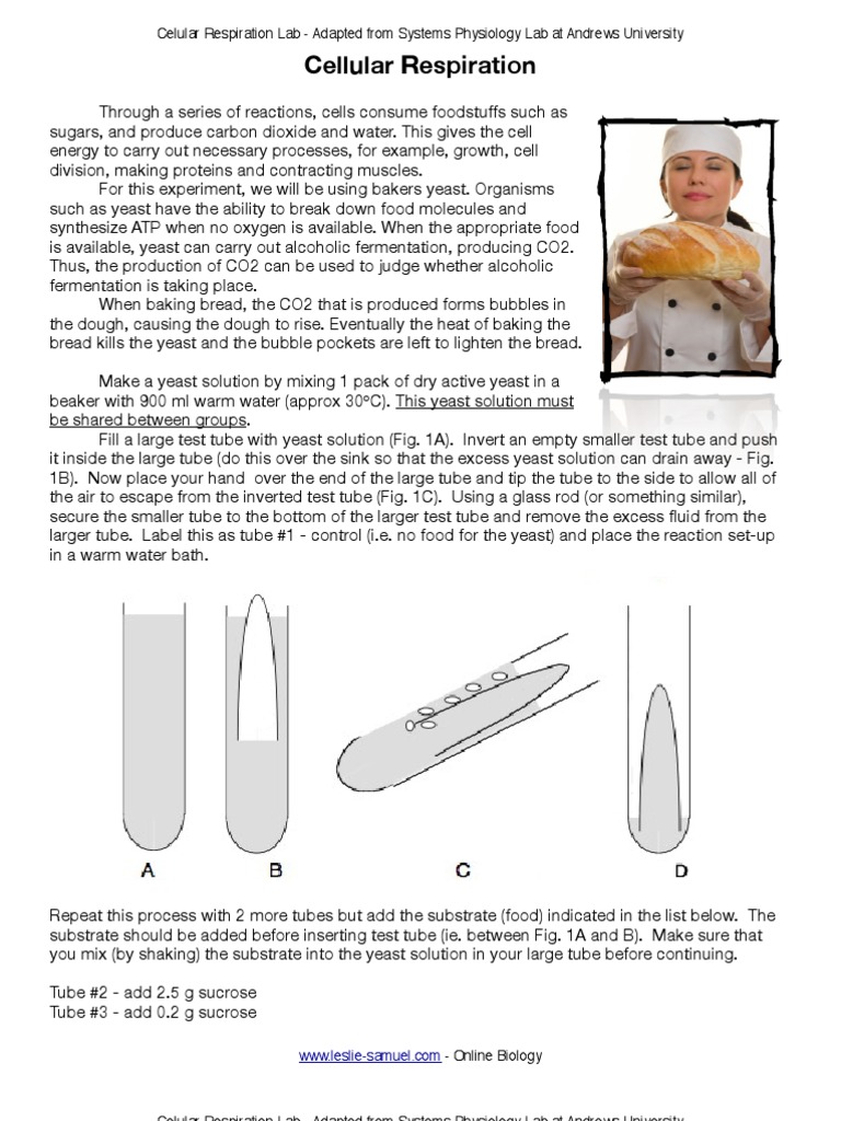 Cellular Respiration in Yeast Lab Cellular Respiration Yeast