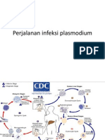 Perjalanan Infeksi Plasmodium