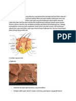 Anatomi Sistem Integumen