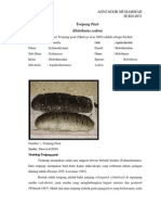Klasifikasi Dari Teripang Pasir PDF