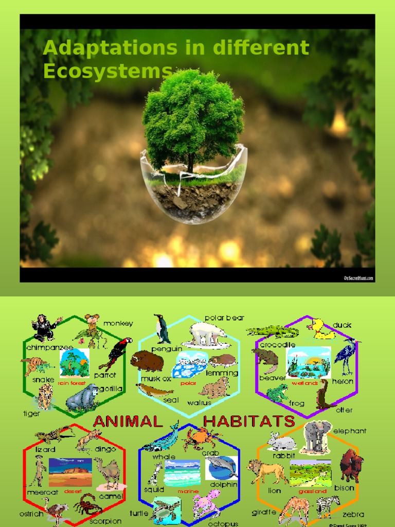 Ecosystem Adaptations Explained | PDF | Wellness