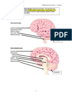 Neuro Anatomy