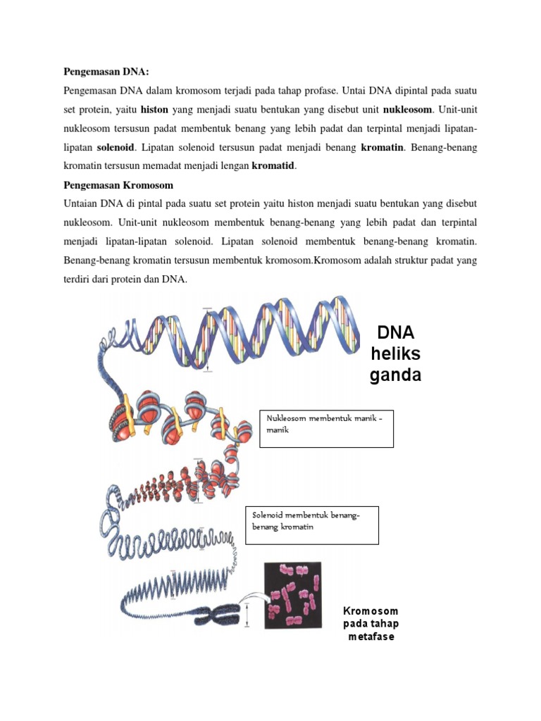 Pengemasan DNA dalam Kromosom | PDF
