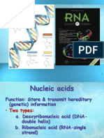 ch  2 nucleic acids