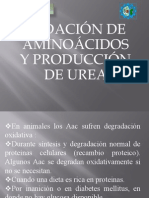 Metabolismo de Los Ácidos Grasos