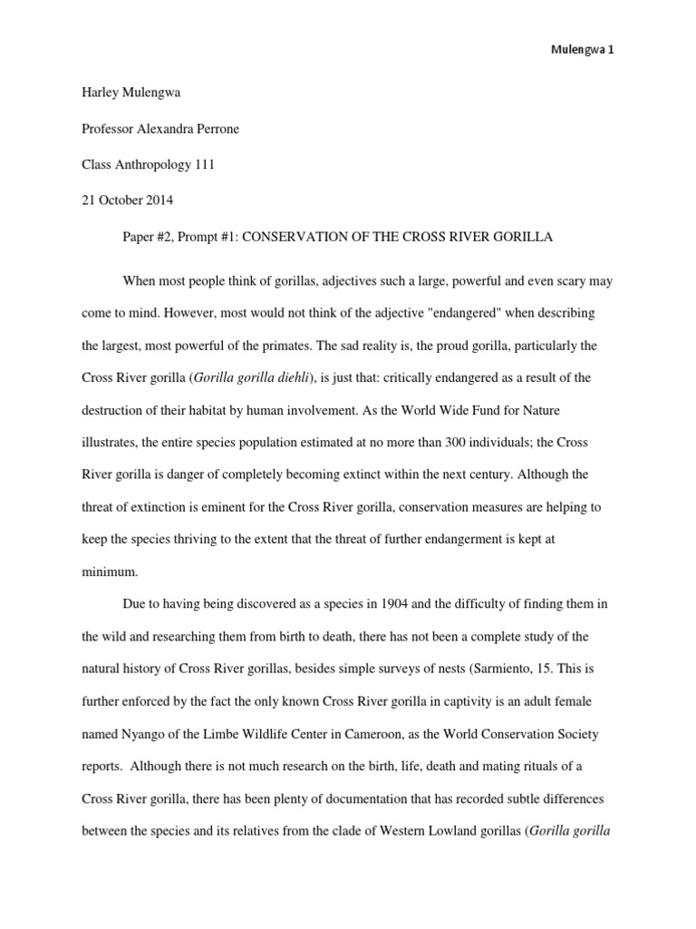 Where do gorillas live picture