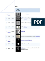 Carnegie Stage Table: Early Embryo Development Stages