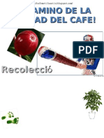 Recoleccion-El Camino de La Calidad Del Cafe