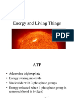 Energy and Living Things