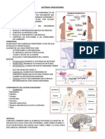 Sistema Endocrino