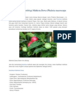 Download Klasifikasi Dan Morfologi Mahkota Dewa by RiswanAghanShaputra SN250339437 doc pdf