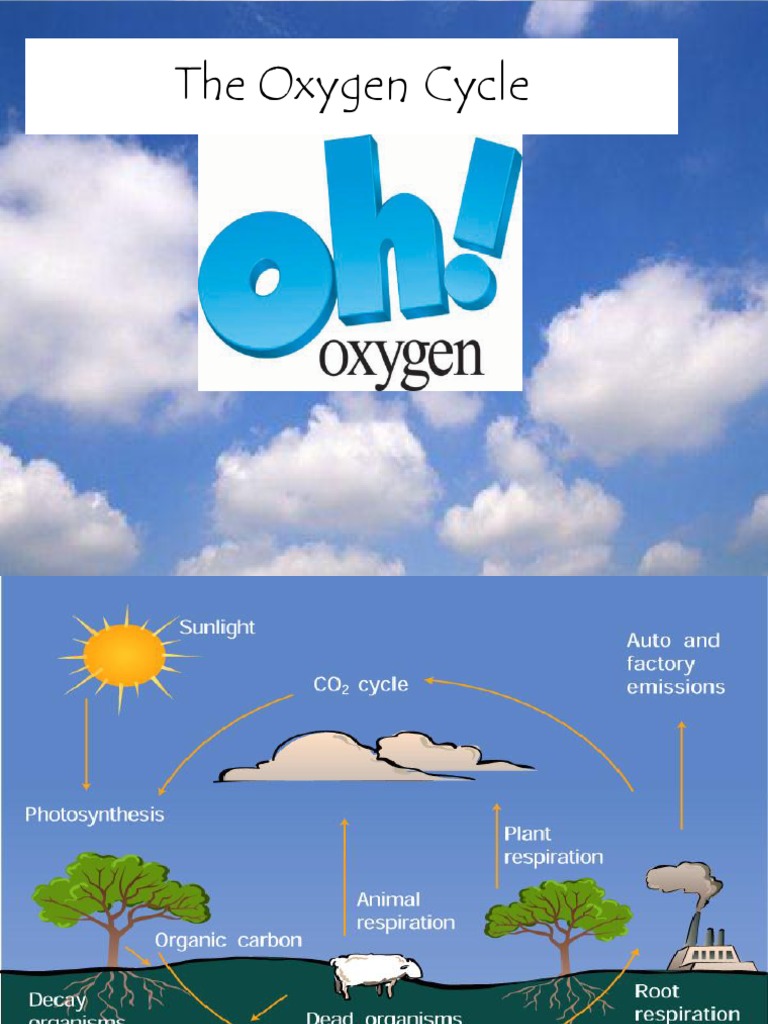 presentation on oxygen cycle