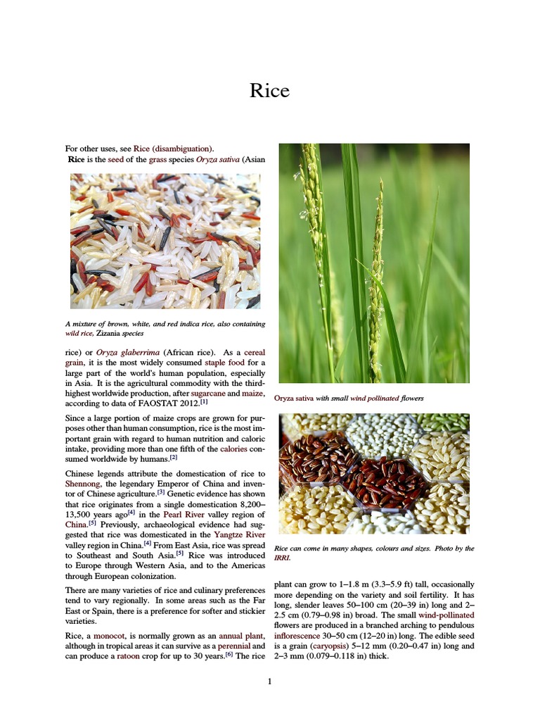 Rice | PDF | Rice | Cereals