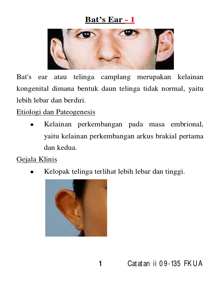 Bat's Ear | PDF