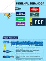 anatomiinternalserangga