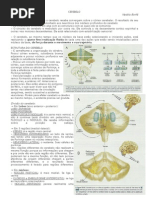 Cerebelo (Resumo)