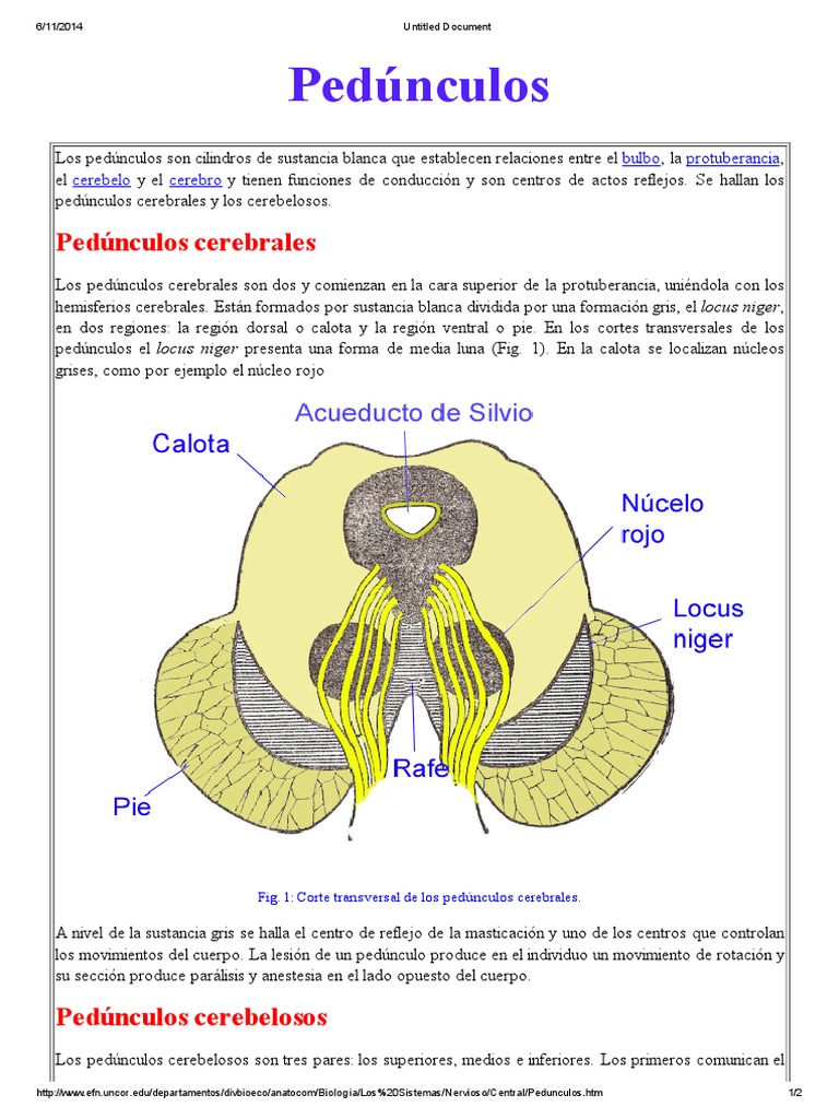 pedunculos.pdf