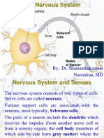 02 Central Nervous Systemppt6924 120704044752 Phpapp01