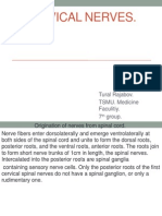 Cervical Nerves.: Tural Rajabov. TSMU. Medicine Faculitiy. 7 Group