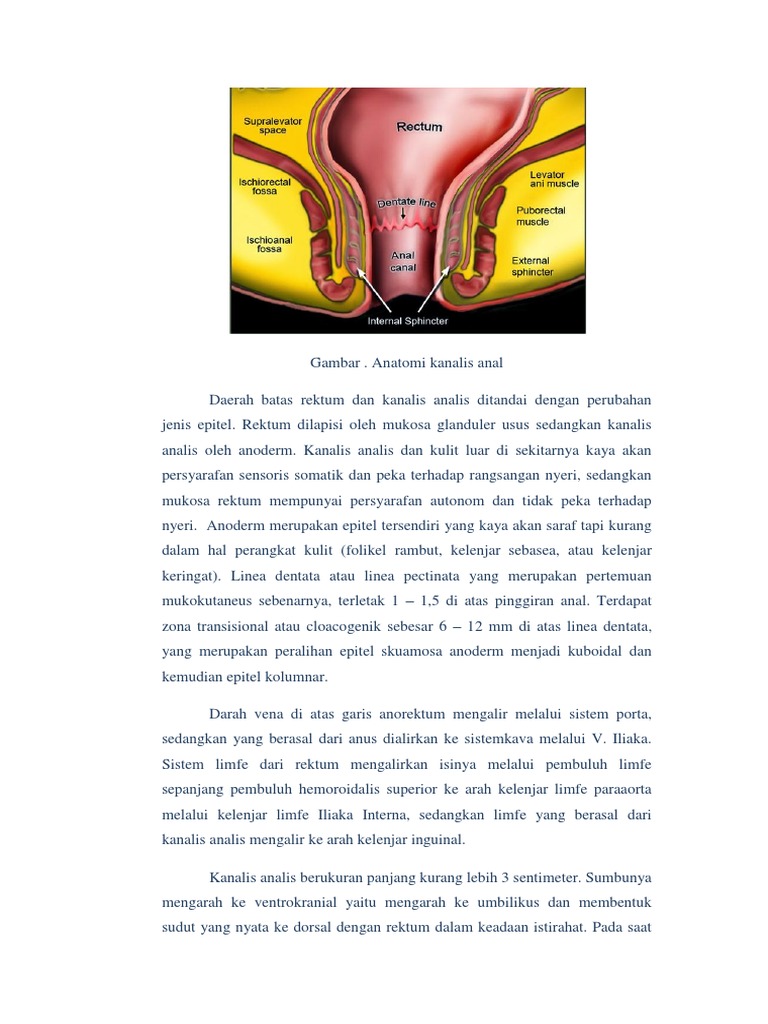 Anatomi Rectum | PDF