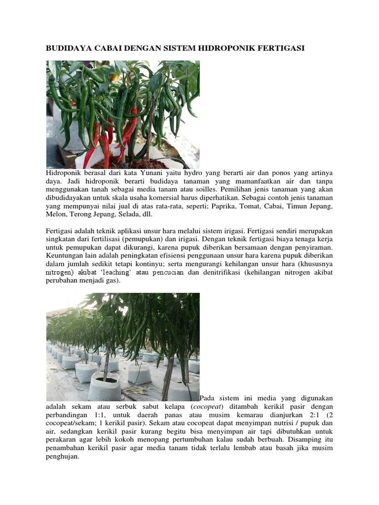 Budidaya Cabai Dengan Sistem Hidroponik Fertigasi  PDF