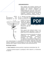 organografia 