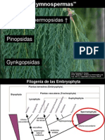Clase 8 Gymnospermas 2013 PDF